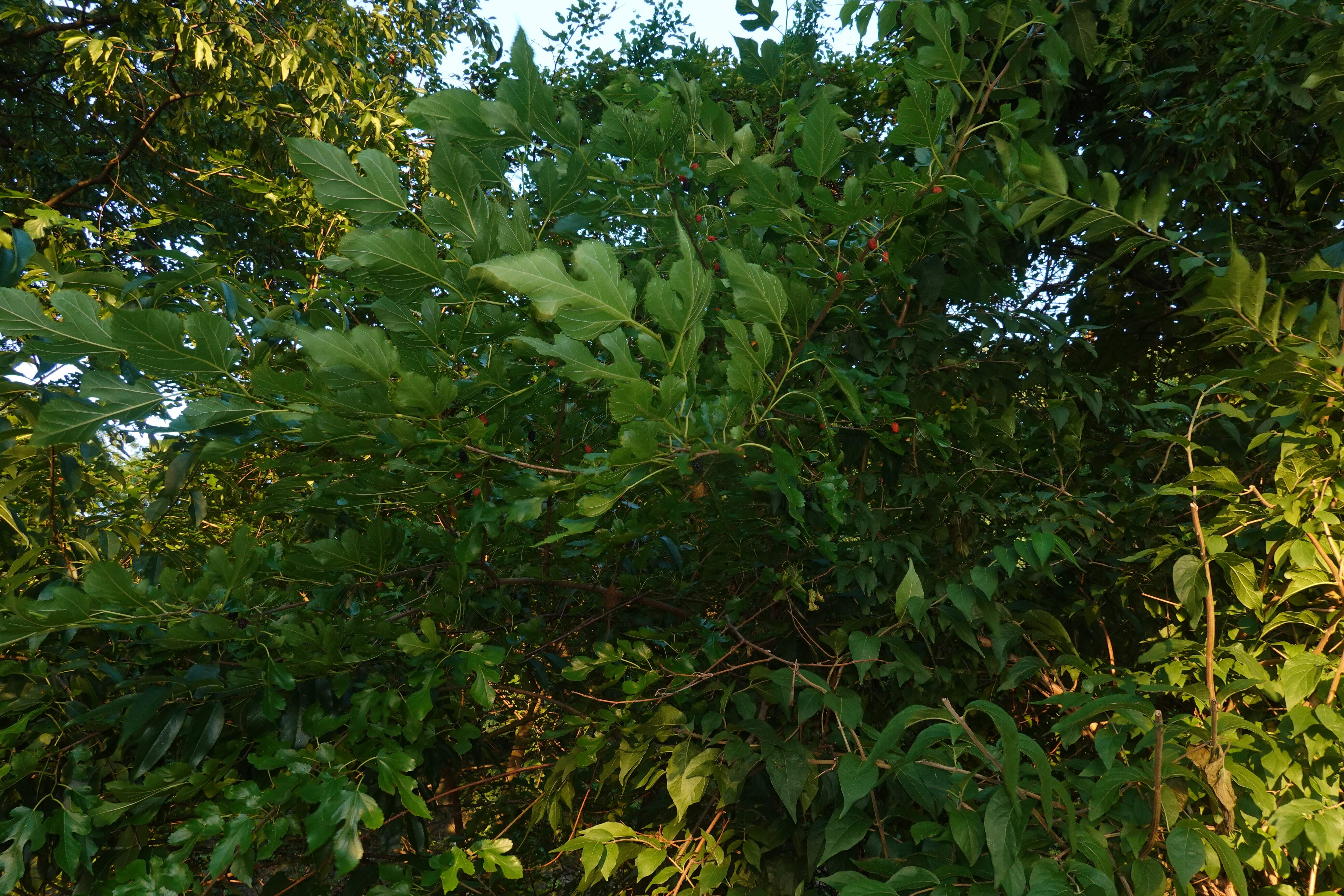 connecting with nature